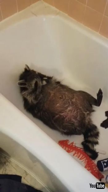 バスタイムアライグマさん