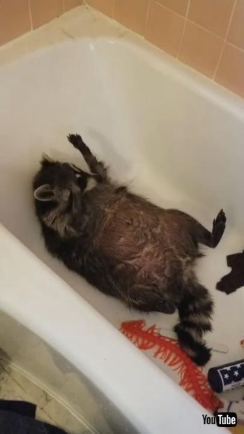 バスタイムアライグマさん