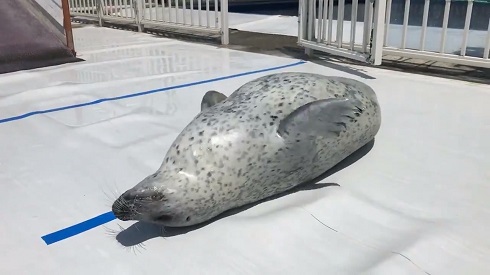 アザラシシーパラダイス