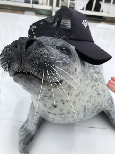 アザラシシーパラダイス