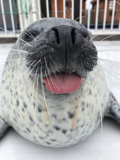 アザラシシーパラダイス