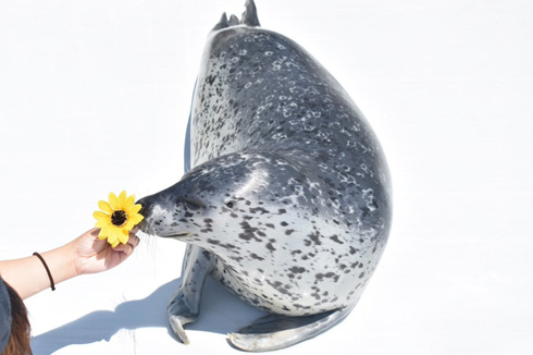 アザラシシーパラダイス