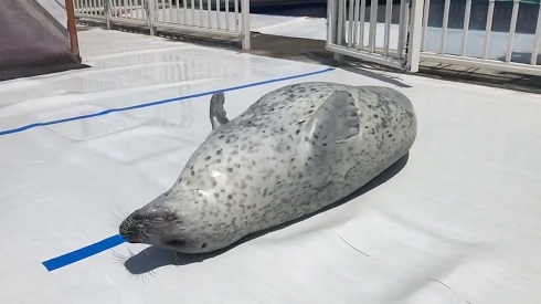 アザラシシーパラダイス