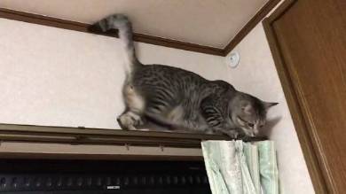 猫 りんさん るうちゃん カーテンレール