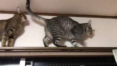 猫 りんさん るうちゃん カーテンレール