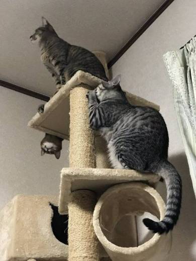 猫 りんさん るうちゃん カーテンレール