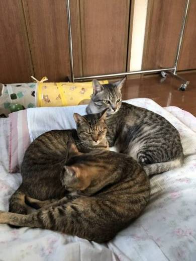 猫 りんさん るうちゃん カーテンレール