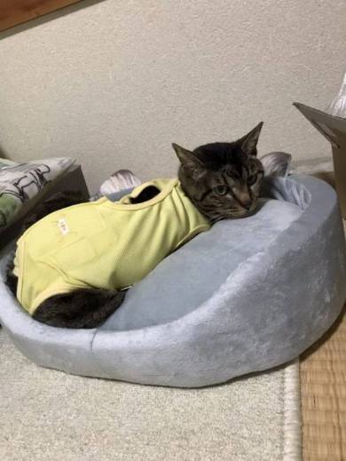 猫 りんさん るうちゃん カーテンレール