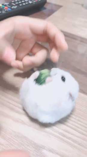 キュウリ 食べる 転がる ハムちゃん ハムスター かわいい
