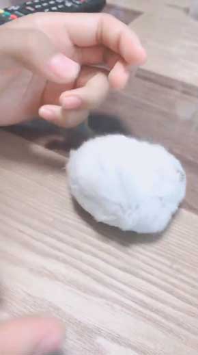 キュウリ 食べる 転がる ハムちゃん ハムスター かわいい