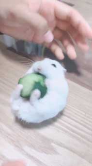 キュウリ 食べる 転がる ハムちゃん ハムスター かわいい