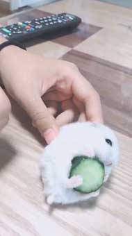 キュウリ 食べる 転がる ハムちゃん ハムスター かわいい