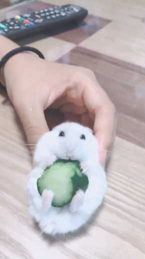 キュウリ 食べる 転がる ハムちゃん ハムスター かわいい