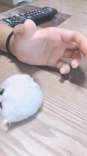 キュウリ 食べる 転がる ハムちゃん ハムスター かわいい