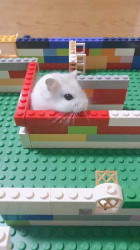 キュウリ 食べる 転がる ハムちゃん ハムスター かわいい