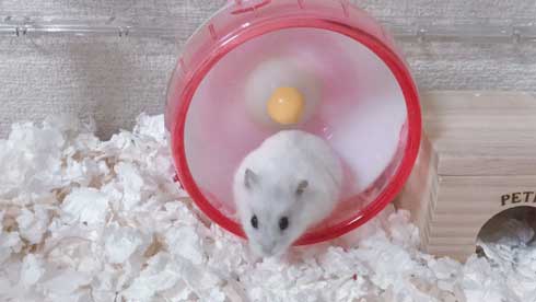 キュウリ 食べる 転がる ハムちゃん ハムスター かわいい