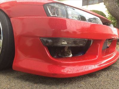 車から出てくる猫ちゃん