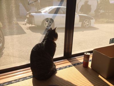 車から出てくる猫ちゃん