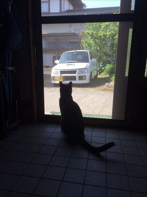 車から出てくる猫ちゃん