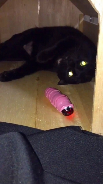 イモムシのおもちゃに興味を示さない猫ちゃん