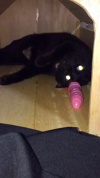 イモムシのおもちゃに興味を示さない猫ちゃん