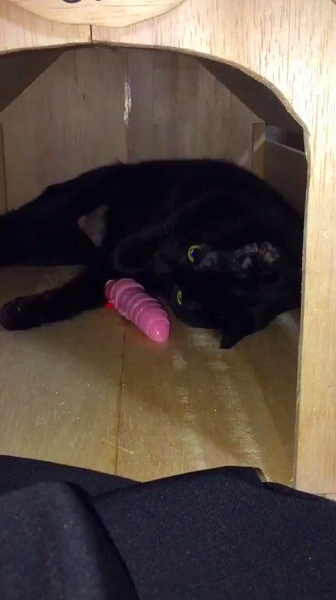 イモムシのおもちゃに興味を示さない猫ちゃん