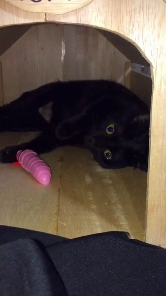 イモムシのおもちゃに興味を示さない猫ちゃん