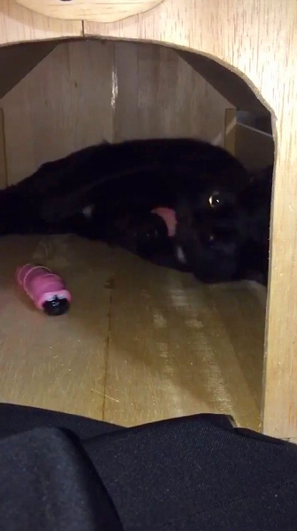 イモムシのおもちゃに興味を示さない猫ちゃん