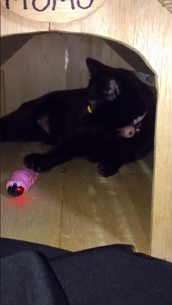 イモムシのおもちゃに興味を示さない猫ちゃん