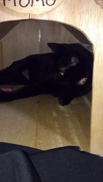 イモムシのおもちゃに興味を示さない猫ちゃん