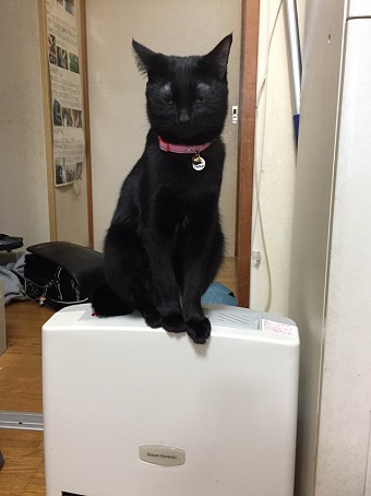 イモムシのおもちゃに興味を示さない猫ちゃん