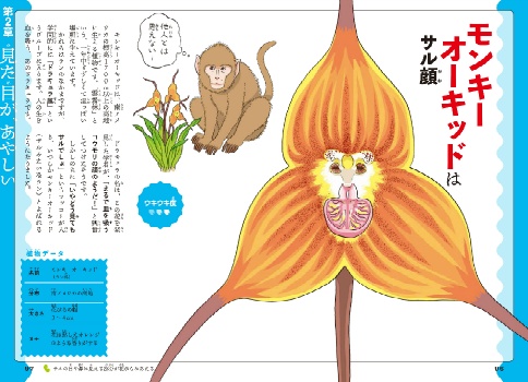 モンキーオーキッドはサル顔