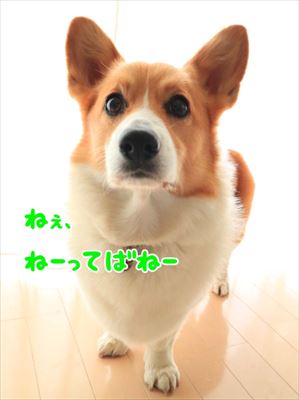 犬