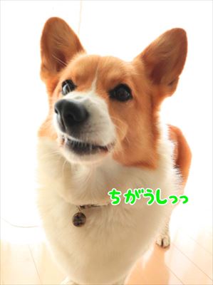 犬