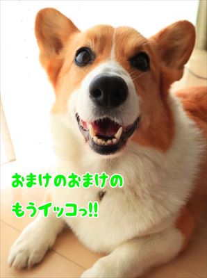 犬