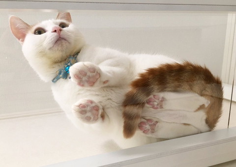 猫ちゃんは裏側もかわいいのでしっかり見ましょう」 ムギュッと