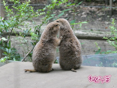 上野動物園 モノレール 休止
