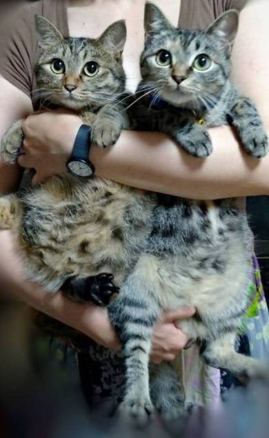 イエベブルベ 猫 ナムヨム