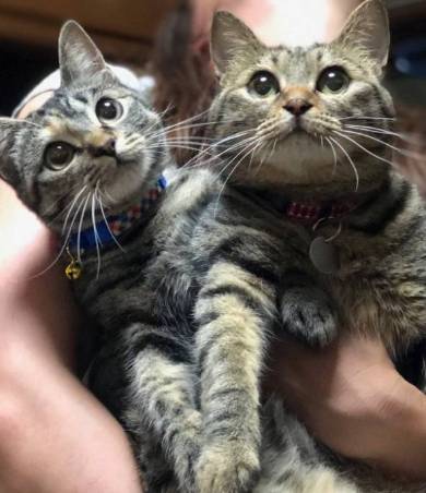 イエベブルベ 猫 ナムヨム