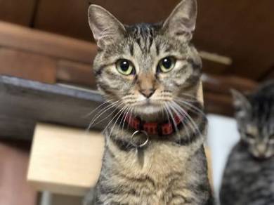 イエベブルベ 猫 ナムヨム