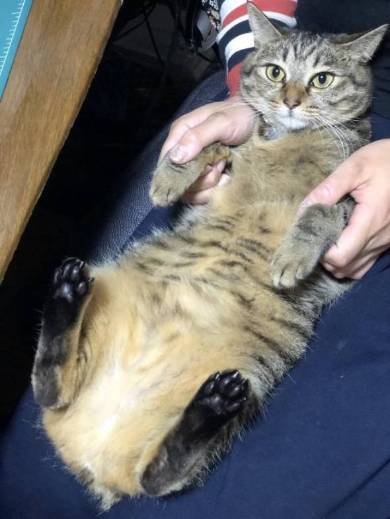 イエベブルベ 猫 ナムヨム