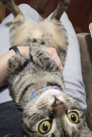 イエベブルベ 猫 ナムヨム