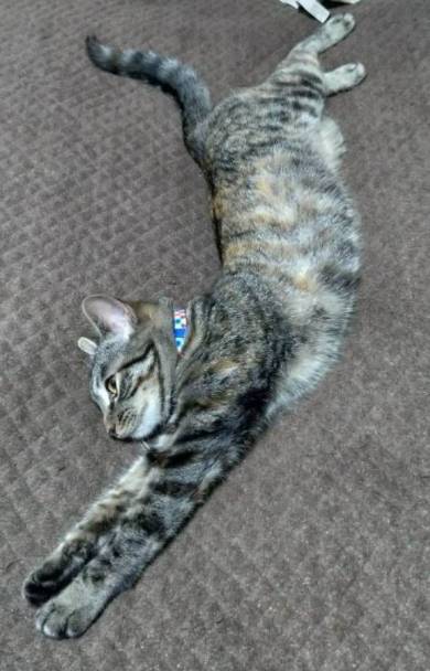 イエベブルベ 猫 ナムヨム