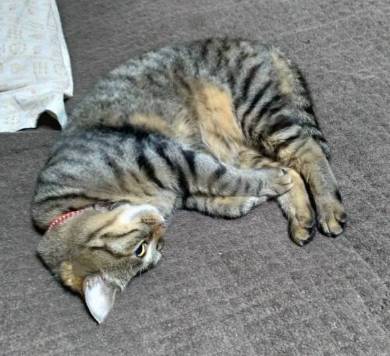 イエベブルベ 猫 ナムヨム