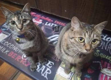 イエベブルベ 猫 ナムヨム