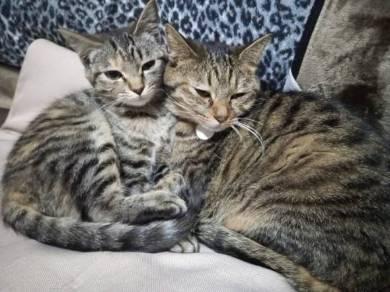 イエベブルベ 猫 ナムヨム