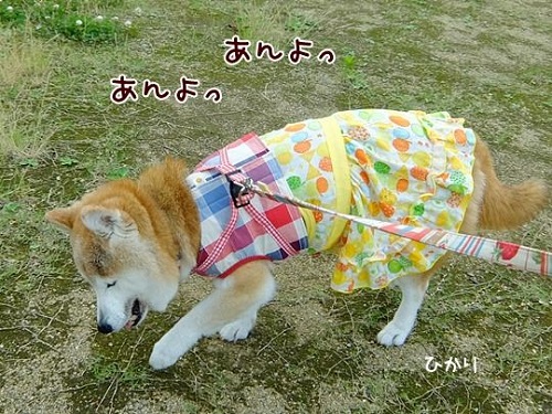 柴犬ひかりといちごと猫ミルキー