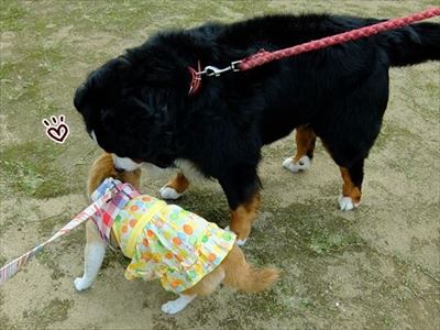 柴犬ひかりといちごと猫ミルキー