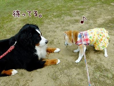 柴犬ひかりといちごと猫ミルキー
