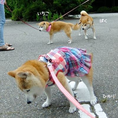 柴犬ひかりといちごと猫ミルキー